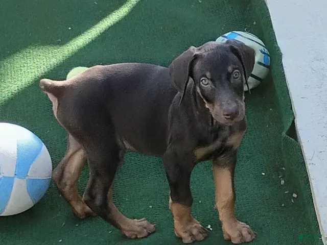 Doberman Pinscher dogs for sale: Doberman Pinscher 1 - Ad 1