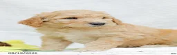 Goldendoodle dogs for sale: Justin - Ad 3