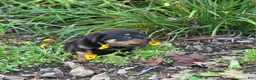 Rottweiler dogs for sale: Skye - Ad 2