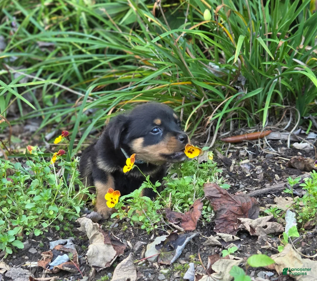 Rottweiler dogs for sale: Skye - Ad 2