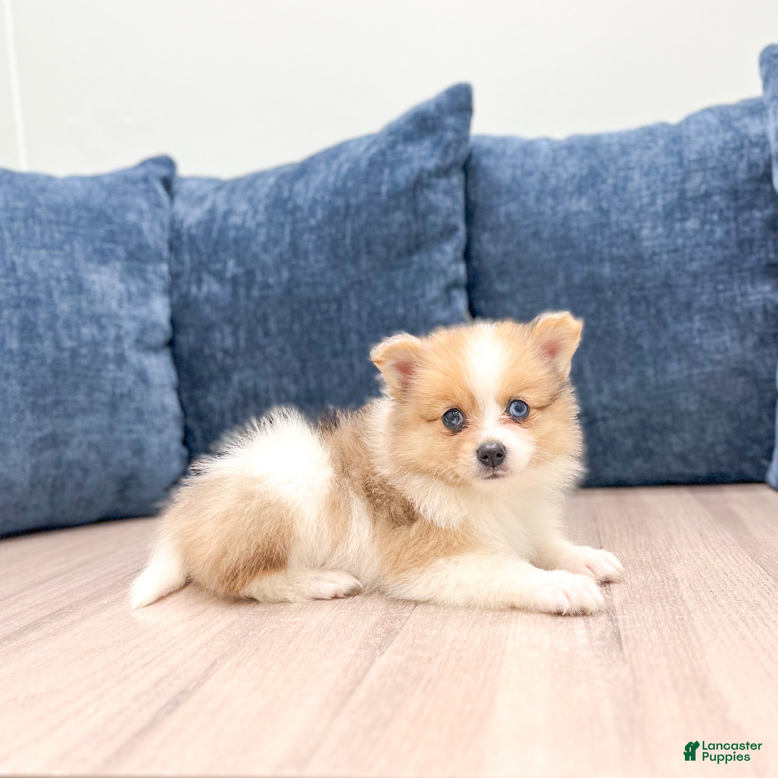 Pomeranian dogs Sandy - Ad 1