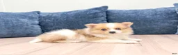 Pomeranian dogs for sale: Sandy - Ad 3