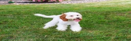 Cavapoo dogs for sale: Emerald - Ad 3