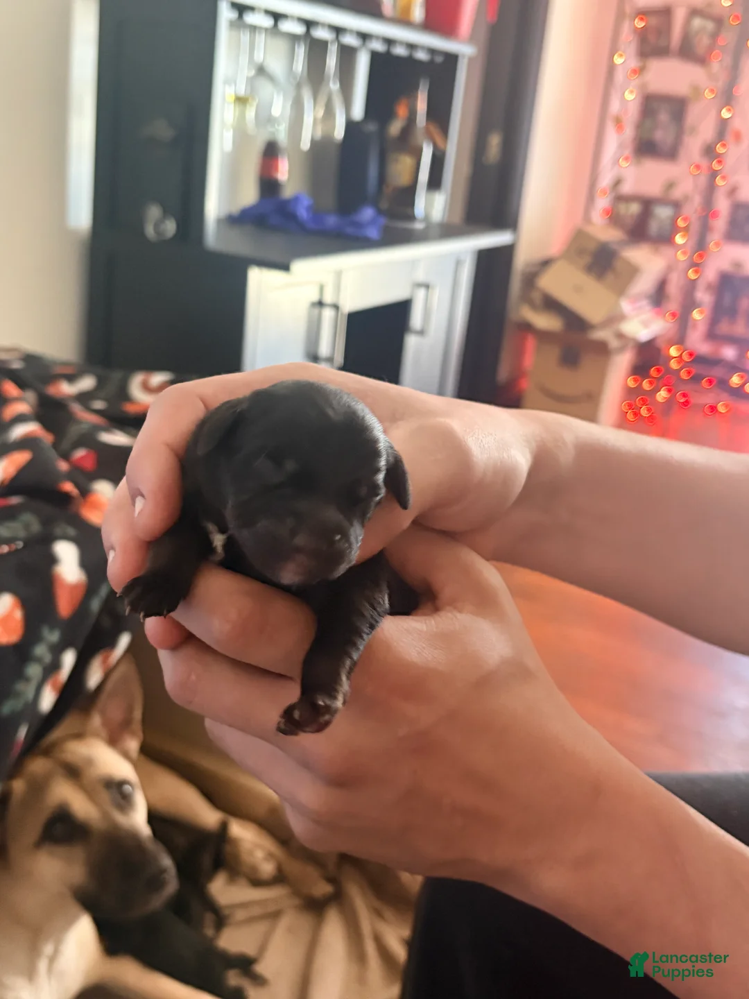 Mixed Breed dogs for sale: Puppy 1-male - Ad 2