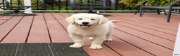 Golden Retriever dogs for sale: Cecily - Ad 8