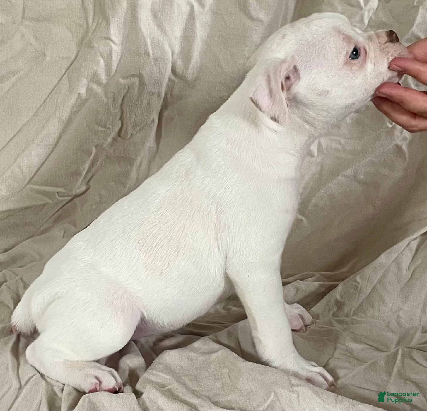 American Bulldog dogs Blue eyed Biscuit  - Ad 2