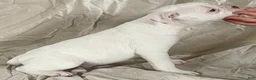 American Bulldog dogs for sale: Blue eyed Biscuit  - Ad 2