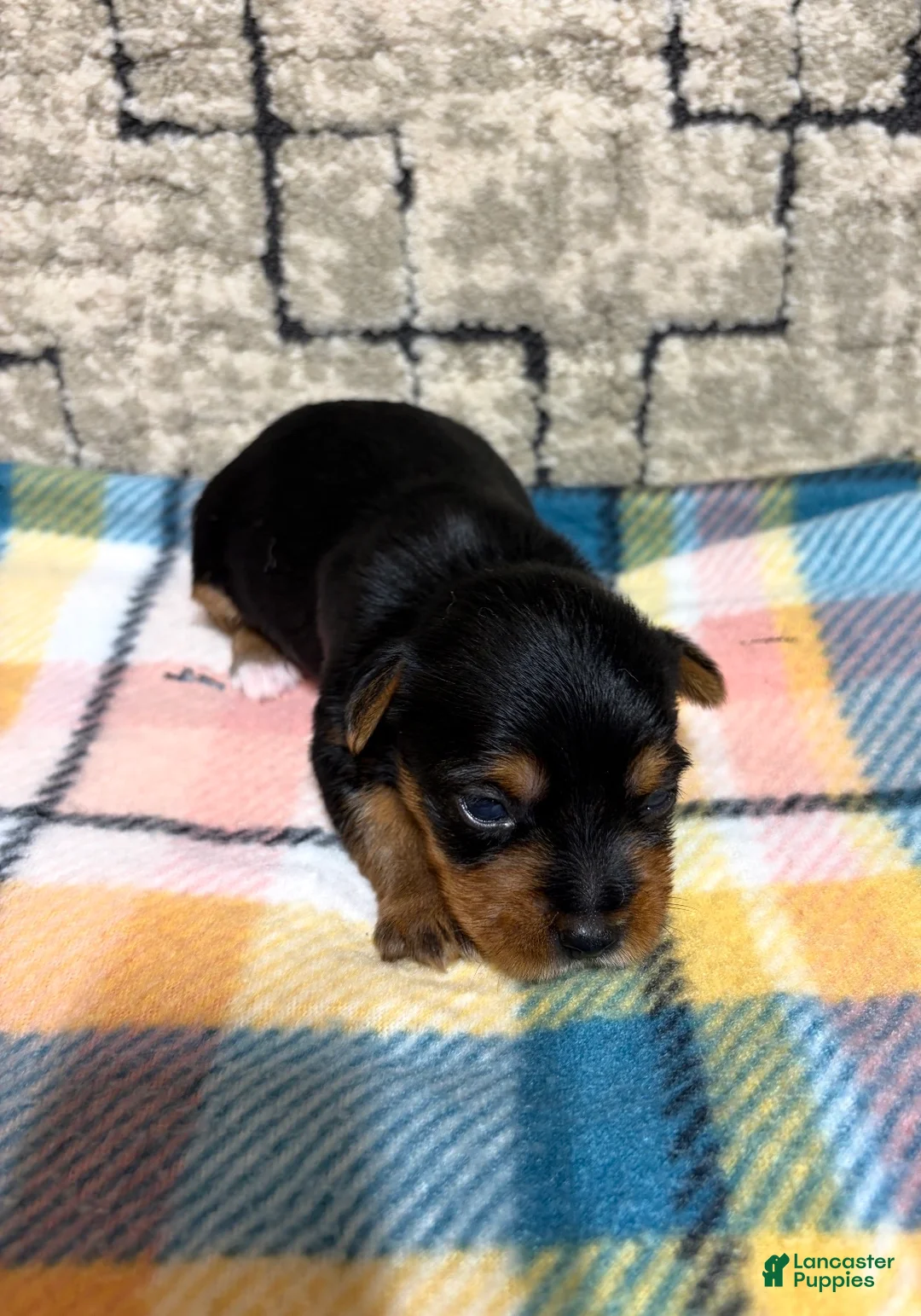 Yorkshire Terrier dogs for sale: Yorkshire Terrier 3 - Ad 2