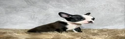 Boston Terrier dogs for sale: Charlie  - Ad 6