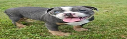 Mixed Breed dogs for sale: Big Bubba Blue - Ad 3