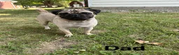 Pug dogs for sale: Orange Male - Ad 5