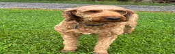 Irish Doodle dogs for sale: Maggie - Ad 6
