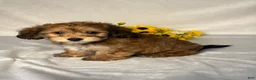 Mixed Breed dogs for sale: Jackson  - Ad 3