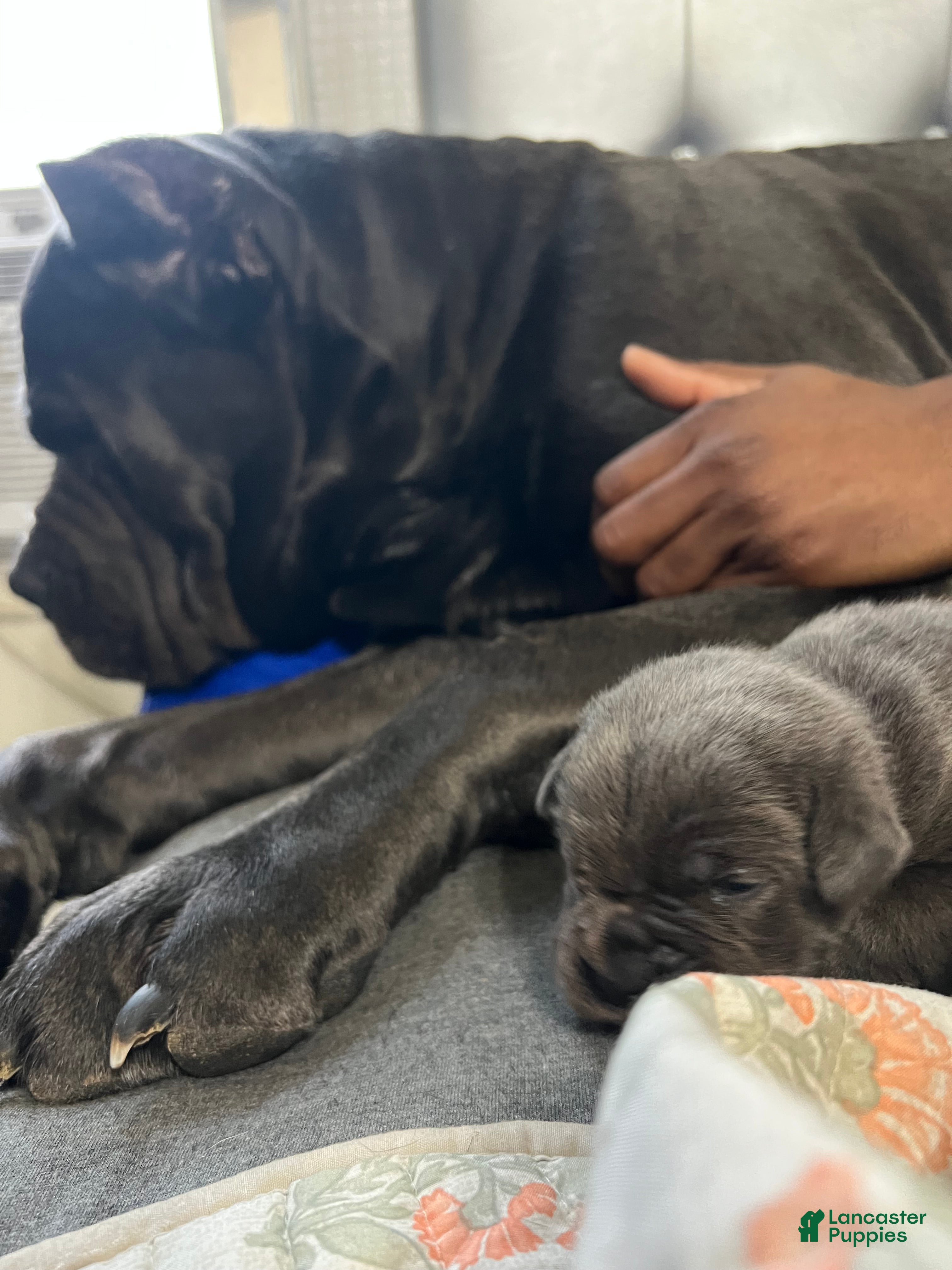 Cane Corso dogs Markavelis Xenon Prime - Ad 39