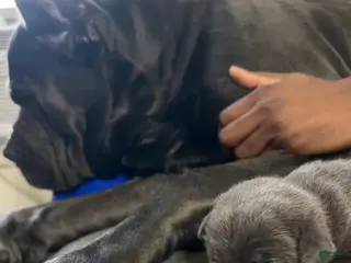 Cane Corso dogs Markavelis Xenon Prime - Ad 39