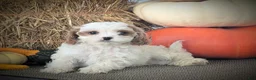 Cavapoo dogs for sale: Mr Denny - Ad 12