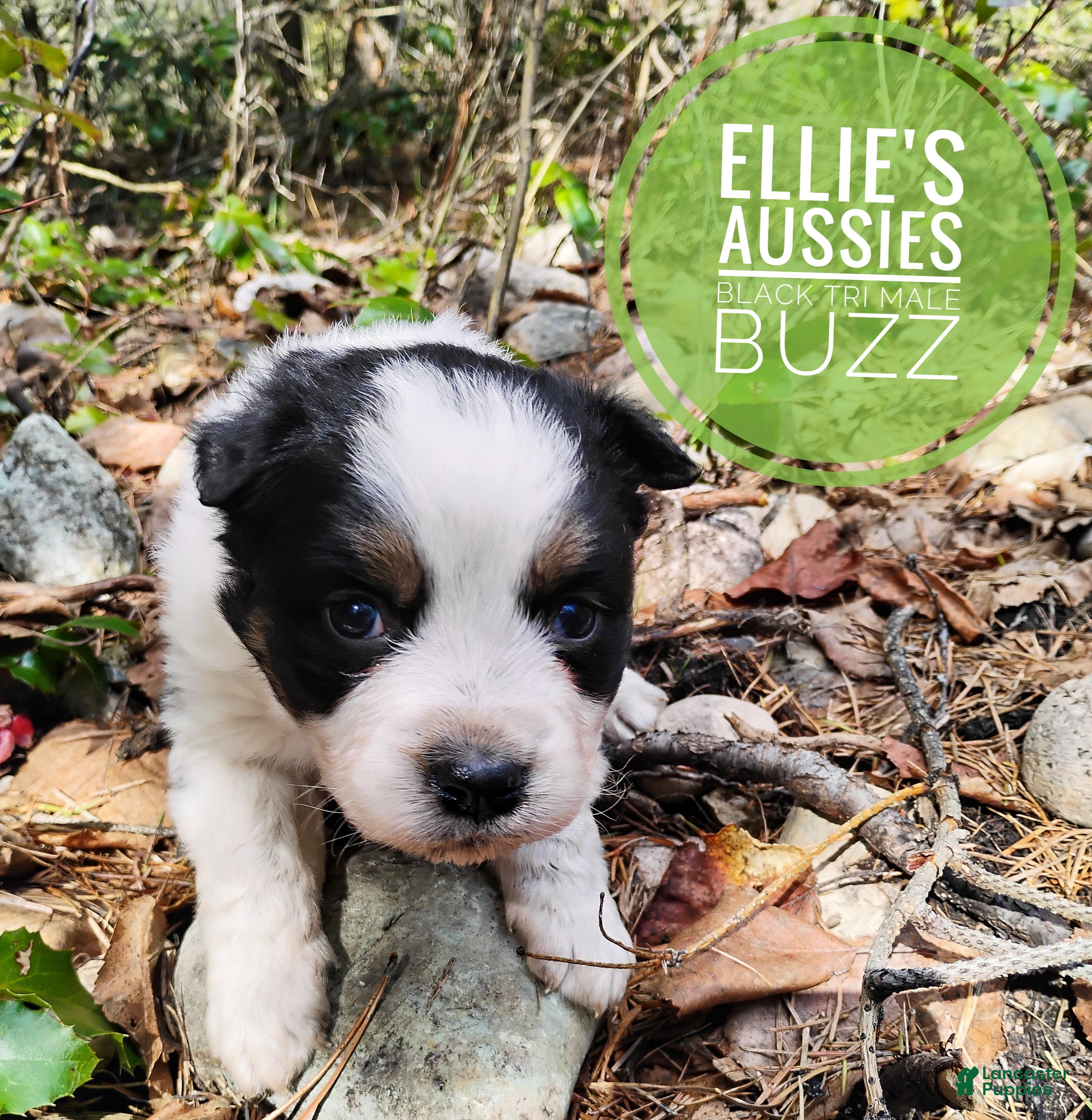 Miniature Australian Shepherd dogs Miniature Australian Shepherd Puppy 1 - Ad 1