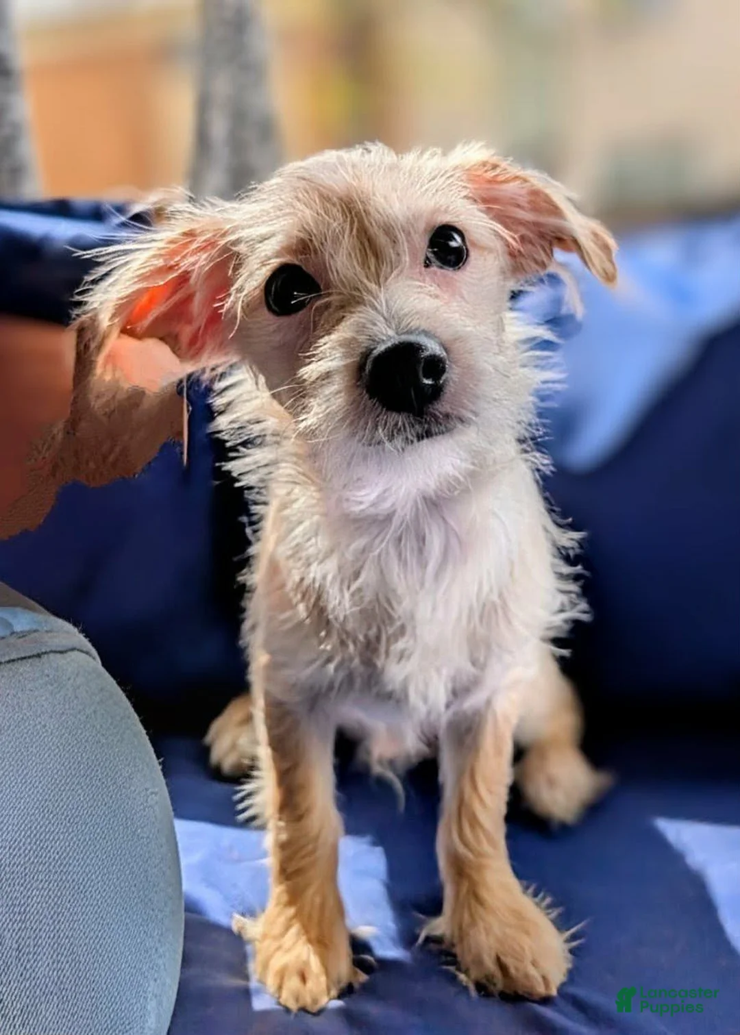 Mixed Breed dogs for sale: Brownie  - Ad 2