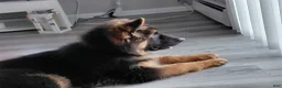 German Shepherd dogs for sale: Krypton Z Doliny Debow  - Ad 2