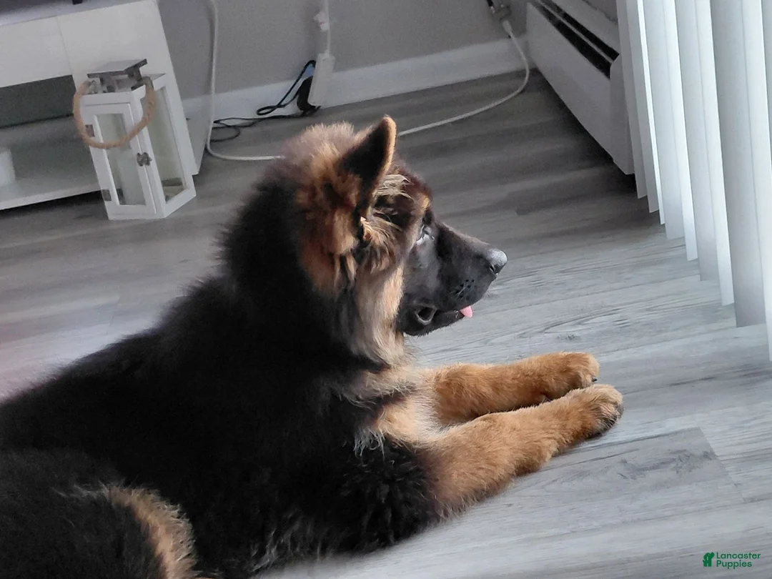 German Shepherd dogs for sale: Krypton Z Doliny Debow  - Ad 2