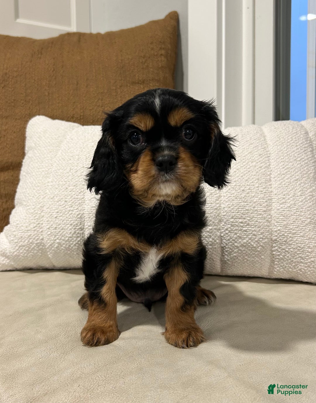 Cavalier King Charles Spaniel dogs for sale: Finn - Ad 5