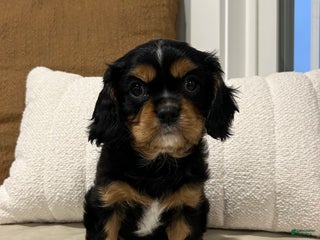 Cavalier King Charles Spaniel dogs Finn - Ad 25