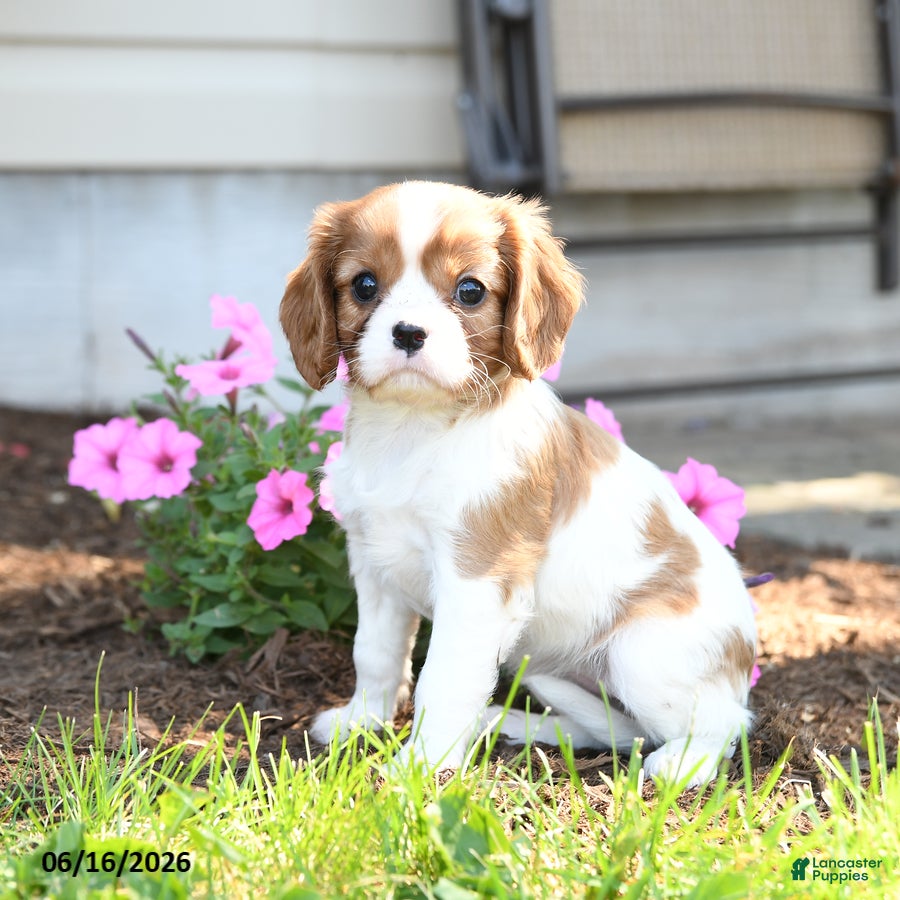 Cavalier King Charles Spaniel dogs Jane - Ad 2