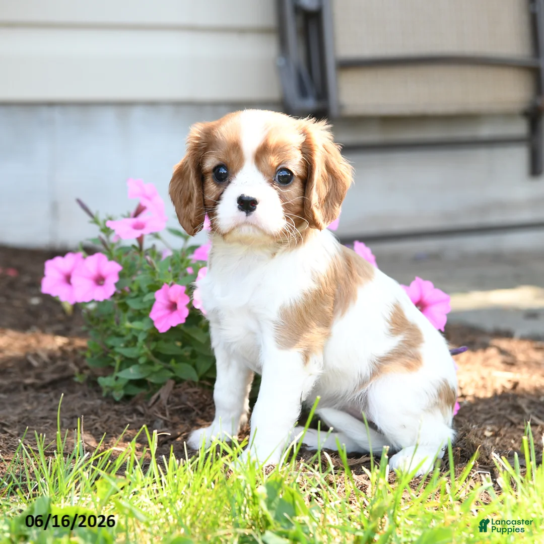 Cavalier King Charles Spaniel dogs for sale: Jane - Ad 2
