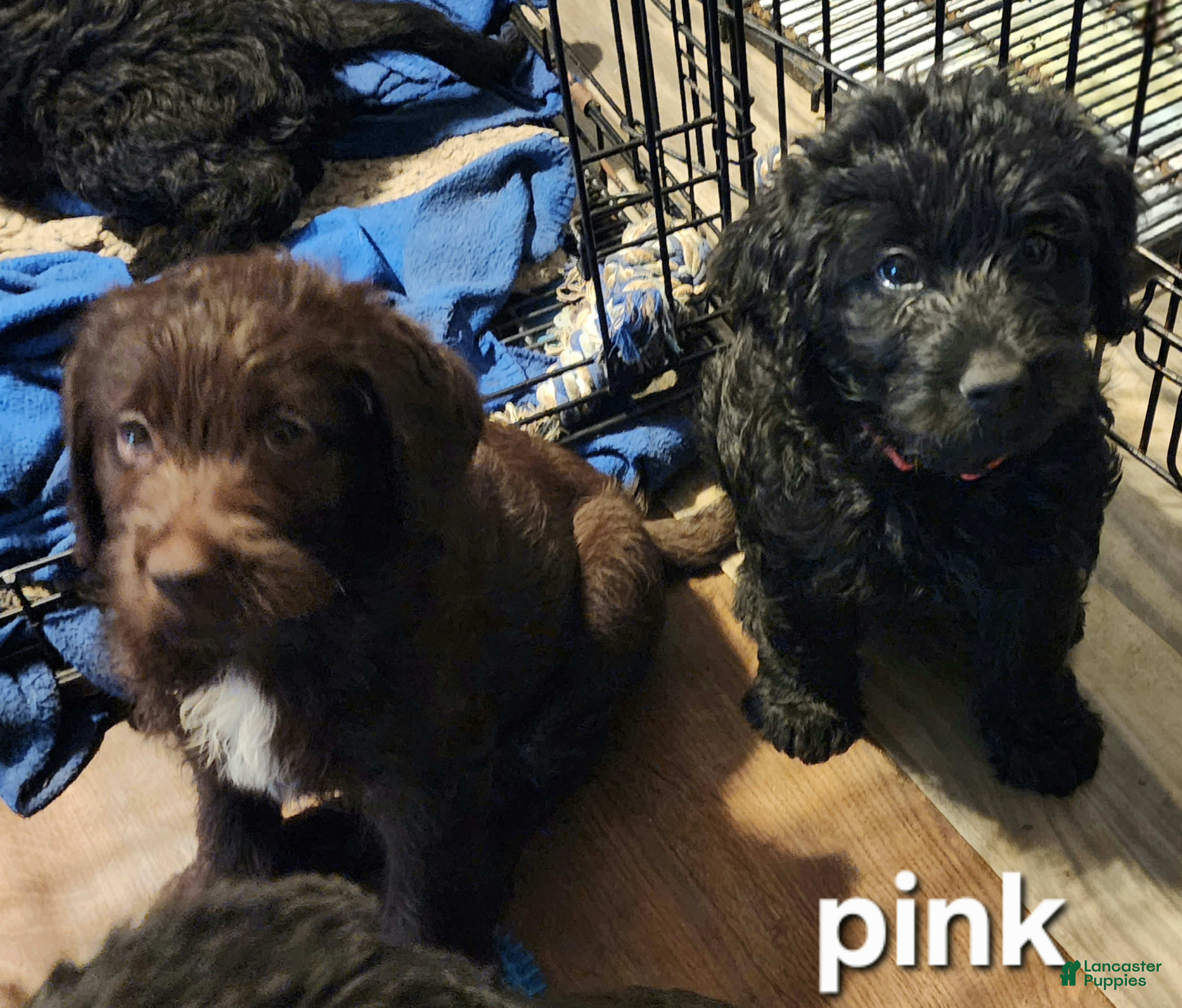 Labradoodle dogs Labradoodle pink collar - Ad 2