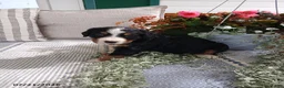 Bernese Mountain Dog dogs for sale: Allie - Ad 7