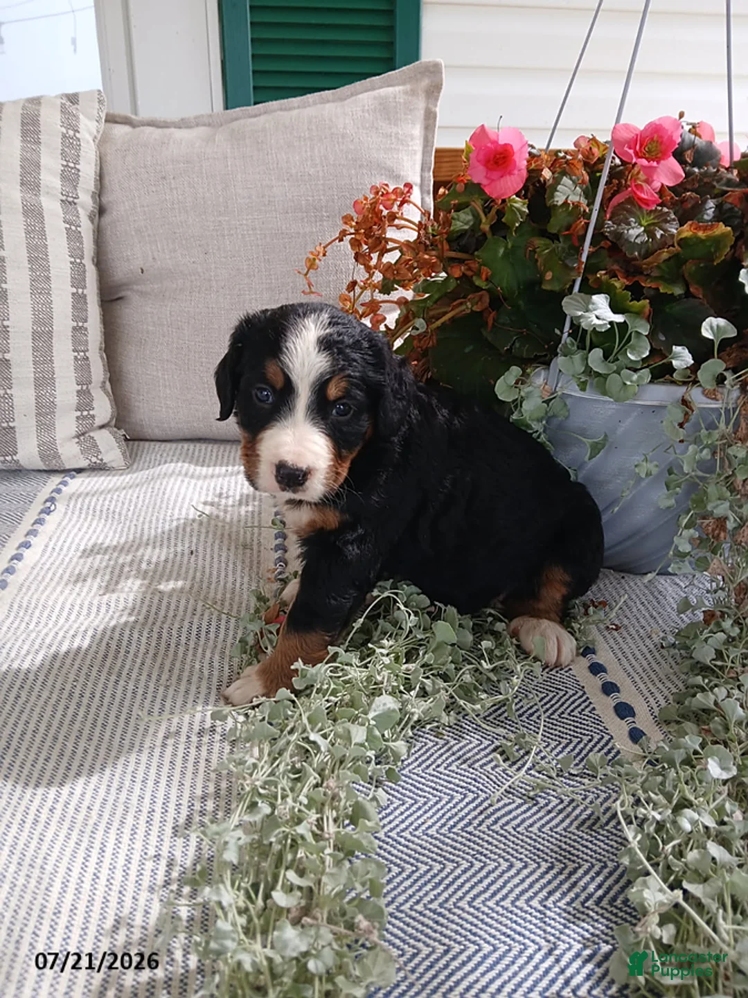 Bernese Mountain Dog dogs for sale: Allie - Ad 7