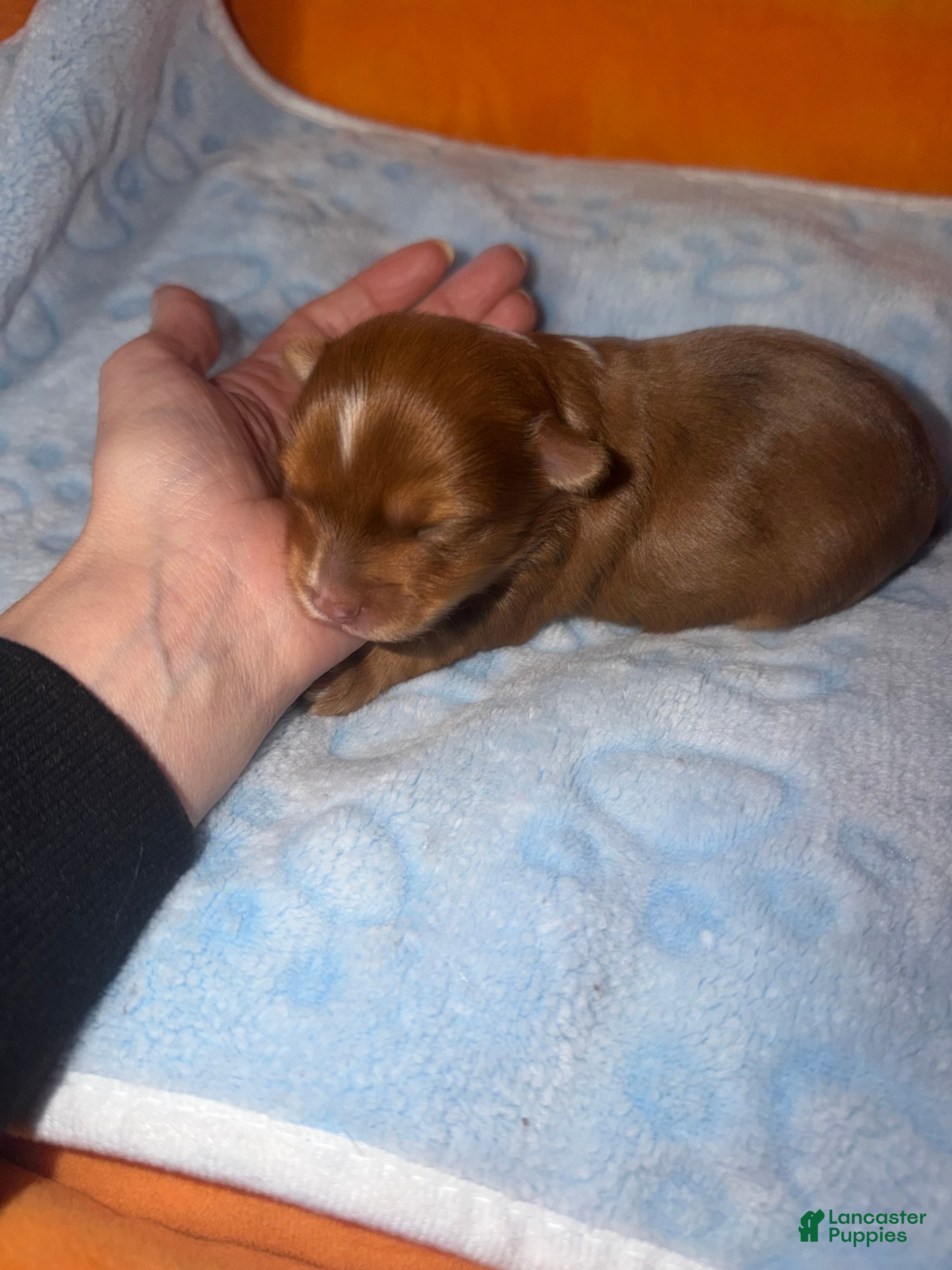 Yorkshire Terrier dogs for sale: Oakley - Ad 2