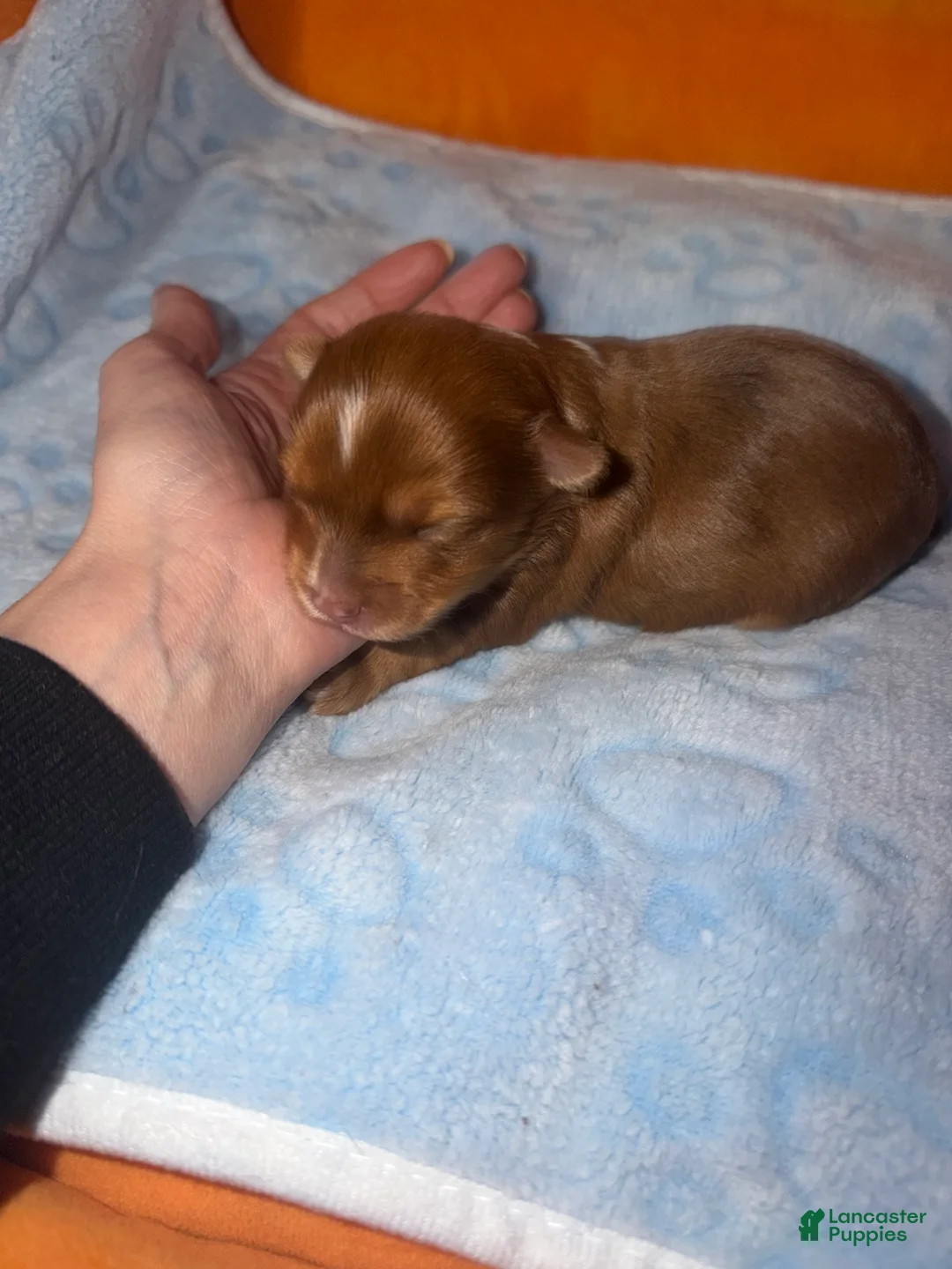 Yorkshire Terrier dogs for sale: Oakley - Ad 1