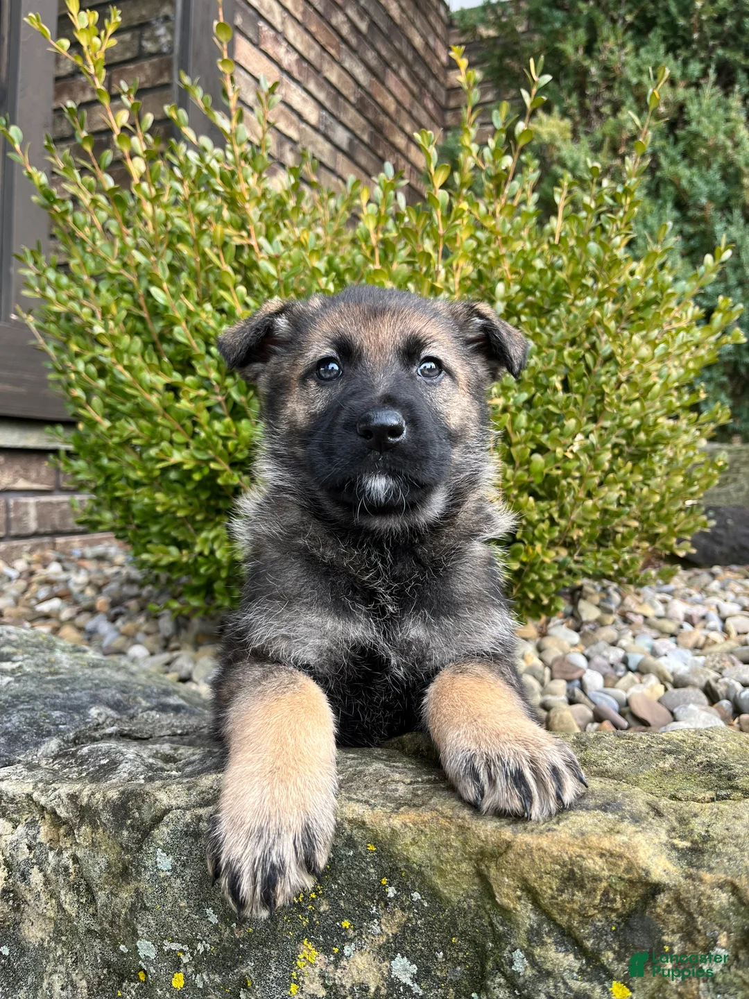 German Shepherd dogs for sale: Tessa - Ad 4