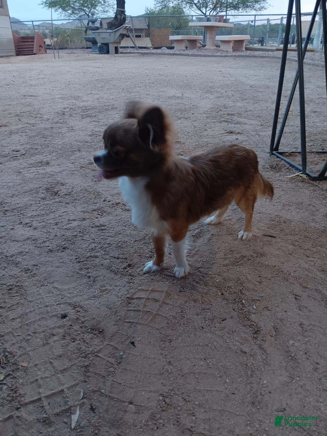 Chihuahua dogs for sale: Gizmo - Ad 2