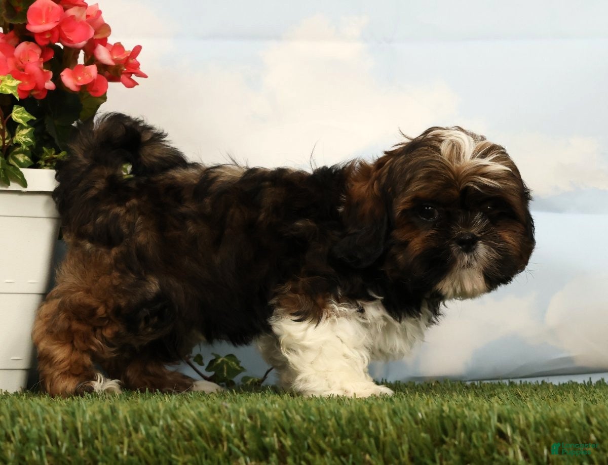 Shih Tzu dogs Liberty - Ad 2