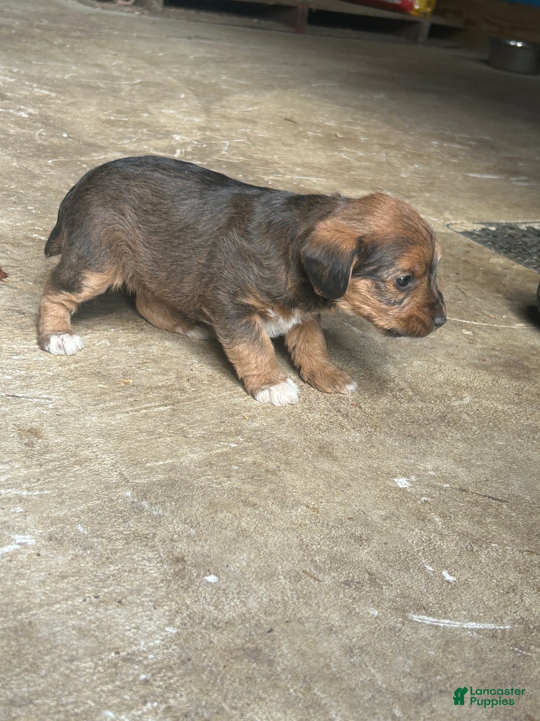 Jackapoo dogs for sale: Jackapoo Puppy 2 - Ad 2