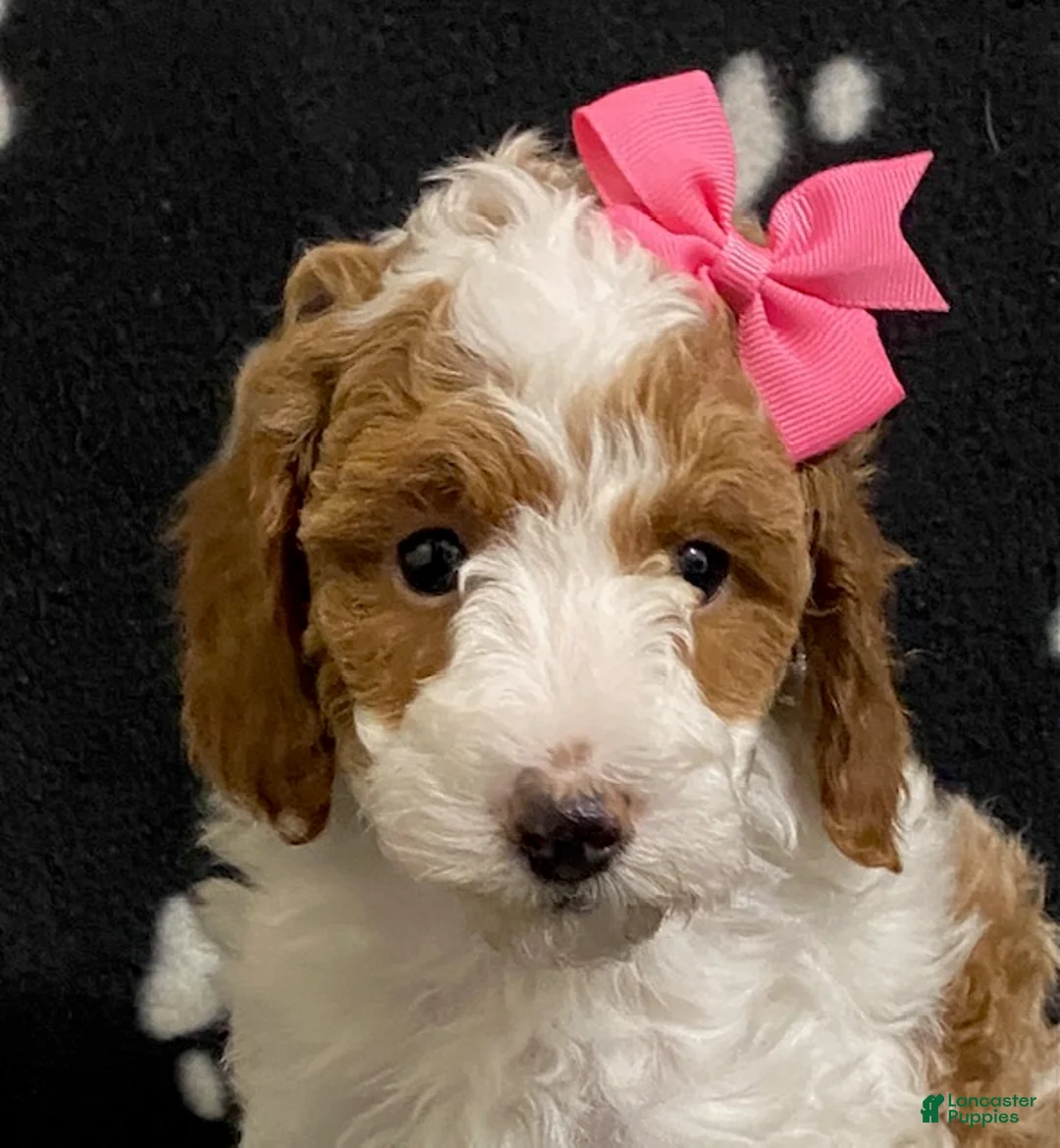 Miniature Poodle dogs for sale: Buttons - Ad 4