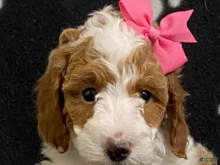 Miniature Poodle dogs Buttons - Ad 39