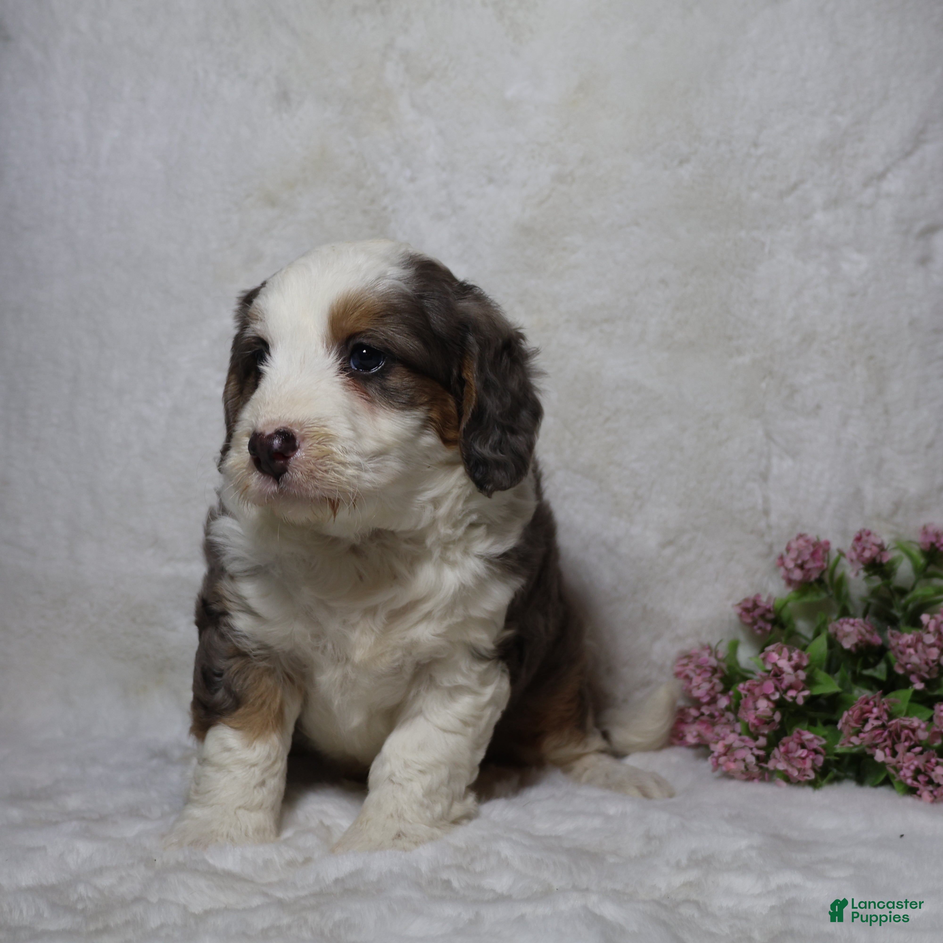 Mini Bernedoodle dogs Biscuit - Ad 1