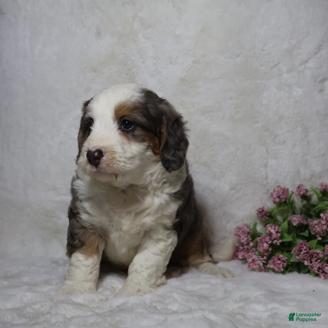 Mini Bernedoodle dogs for sale: Biscuit - Ad 1