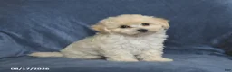 Maltipoo dogs for sale: Nancy - Ad 3