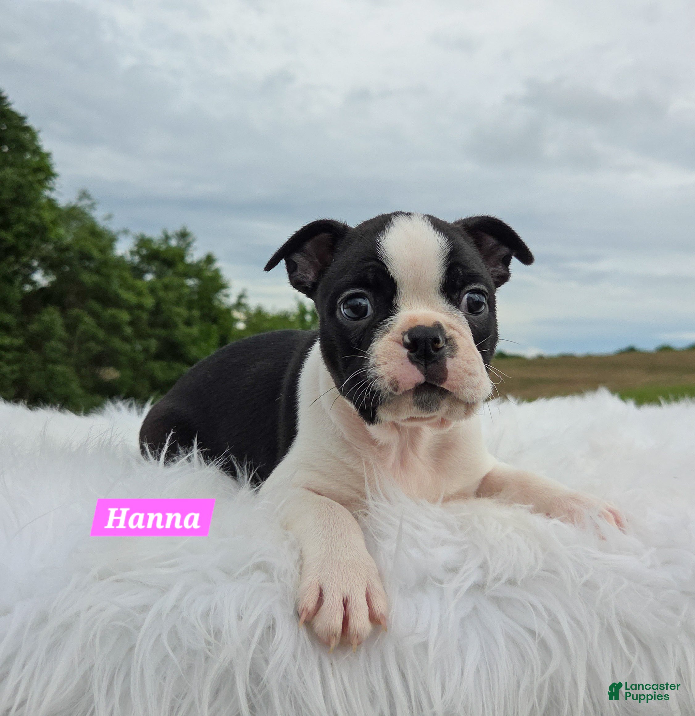 Boston Terrier dogs Hannah - Ad 2