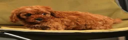 Cavapoo dogs for sale: Roxy - Ad 8