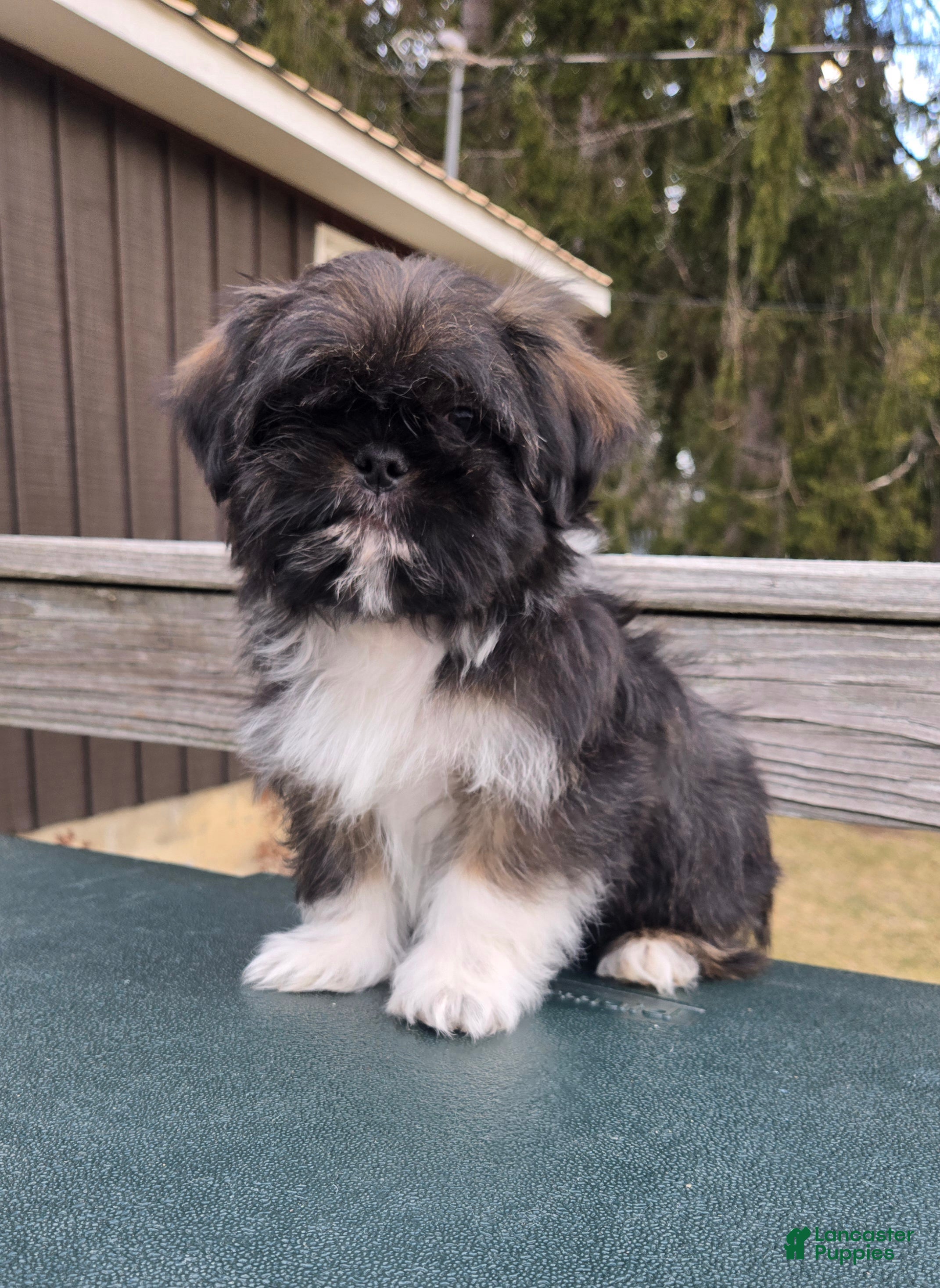 Mixed Breed dogs Clyde - Ad 7