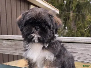 Mixed Breed dogs Clyde - Ad 7