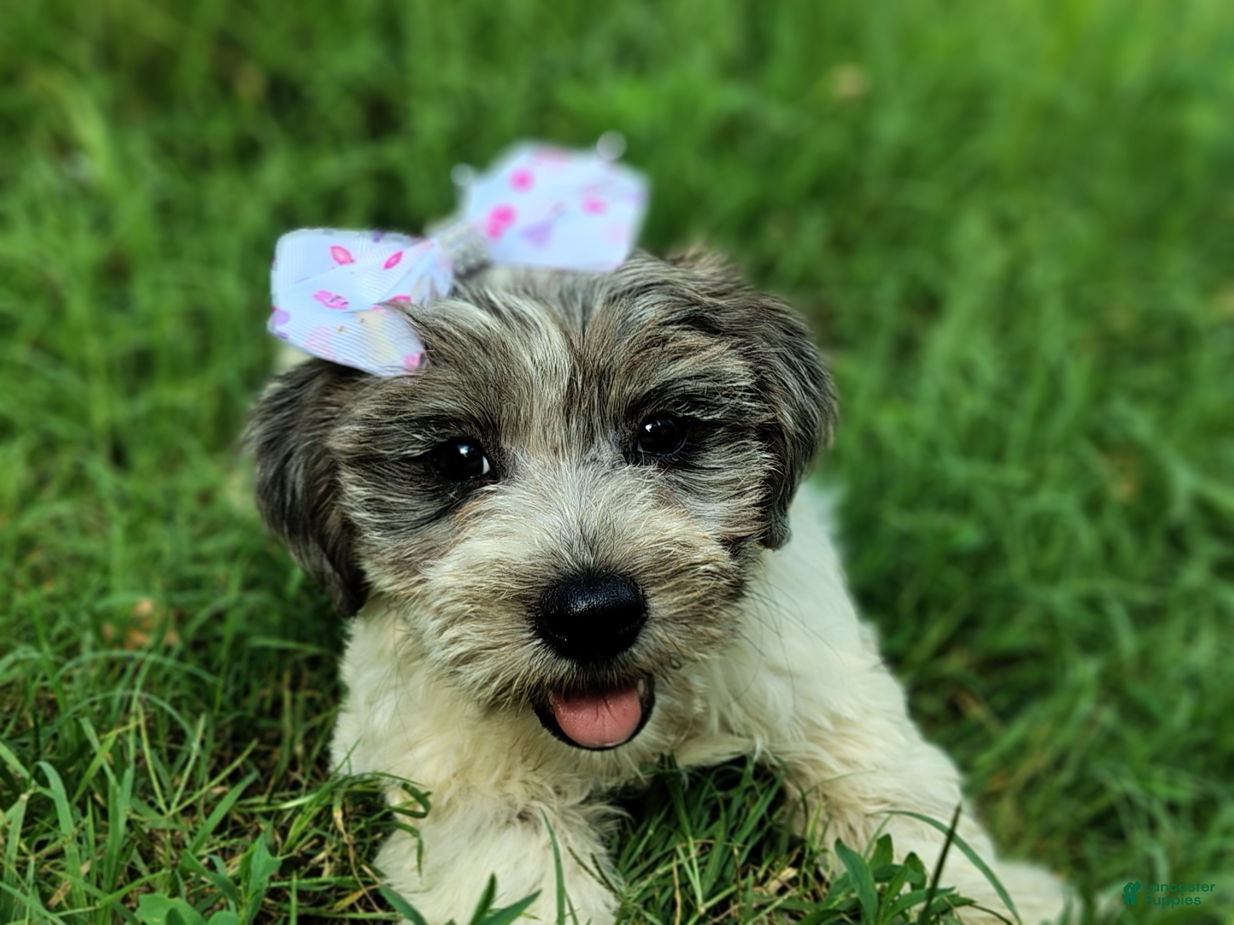Yorkshire Terrier dogs Yorkshire Terrier 3 - Ad 6