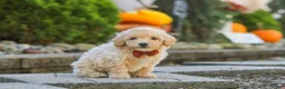 Maltipoo dogs for sale: Archie - Ad 9