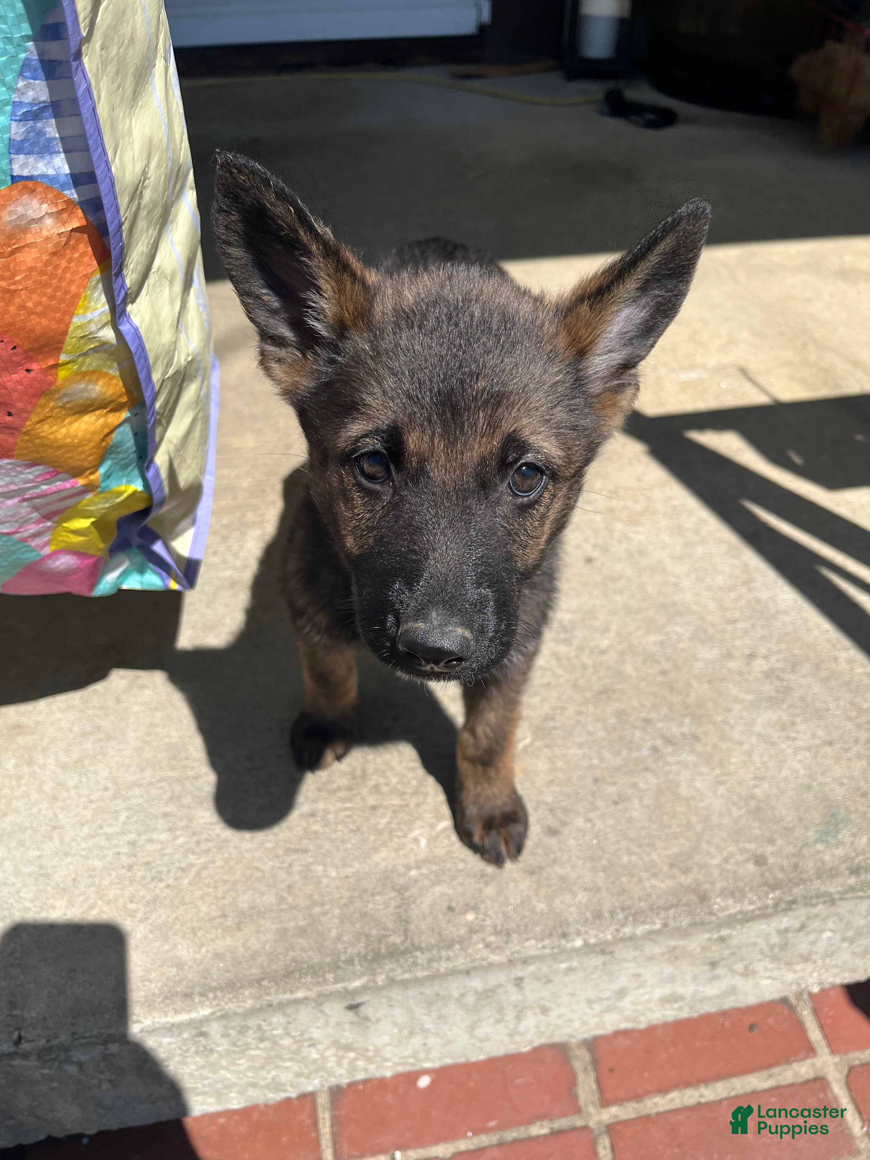 German Shepherd dogs German Shepherd Puppy 4 (Ivy) - Ad 23