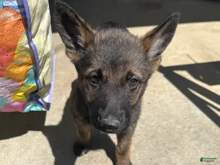 German Shepherd dogs German Shepherd Puppy 4 (Ivy) - Ad 23